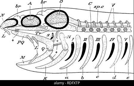 . Elemente der vergleichenden Anatomie der Wirbeltiere. Anatomie, Vergleichende. 70 vergleichende Anatomie der quadratische, die als Support (suspensormm) für die Backen dient, bleibt entweder vom Schädel getrennt durch eine articulationâ das ist, nur, um es United ist durch Bindegewebe - tissueâor bildet es eine Masse mit. Die hyoidâwhich hat immer enge Beziehungen zu den Mann-dibular Arch, und kann auch Teil, in dem die im suspensorial Apparate ich. Tig. 53. âDiagrammatic! Figdke eines Embryoxic Elasmobeakch Schädel, zeigt die Beziehungen Der viscebal Bögen. iV, Nasal capsule; A, Auge; 0, auditive Kapsel, Tr Stockfoto