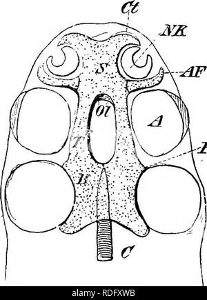 . Elemente der vergleichenden Anatomie der Wirbeltiere. Anatomie, Vergleichende. Abb. 50.- Biagkammatic Querteile oe den Kopf in die Embryo-(A) Störe, Elasmobranchier, Anukans und Säugetiere; (B) Urodeles und Schlangen; C) Bestimmte Teleosteaks, Echsen, Krokodile, Chblonians, und Vögel. Tr, trabeculse cranii; (?, Gehirn; A, Augen, Ps, parasphenoid; IST, interobital Septum; F, frontal, Olf, olfaktorischen Nerv. Wir müssen jetzt weiter die Prozesse des Wachstums, der Anfang - von der primären ing folgen. FI'EiG. 51. - Später in der Entwicklung oder der Prim-ordial Schädel. C, Chorda dorsalis; B, Arteria Platte; Tr, Stockfoto