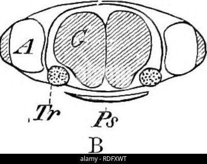 . Elemente der vergleichenden Anatomie der Wirbeltiere. Anatomie, Vergleichende. . Bitte beachten Sie, dass diese Bilder sind von der gescannten Seite Bilder, die digital für die Lesbarkeit verbessert haben mögen - Färbung und Aussehen dieser Abbildungen können nicht perfekt dem Original ähneln. extrahiert. Wiedersheim, Robert, 1848-1923; Parker, William Newton, 1857-1923. London, Macmillan Stockfoto