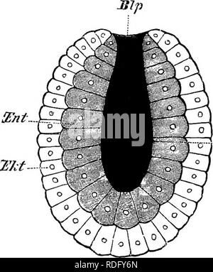 . Elemente der vergleichenden Anatomie der Wirbeltiere. Anatomie, Vergleichende. 6 vergleichende Anatomie (Abb. 6, A und B) mit seinen Drüsen, inklusive der Thymusdrüse, der Schilddrüse, der Leber und der Bauchspeicheldrüse sowie der epithelialen Teile der Gill - sacs und Lunge. Zwar können wir einen Blick auf die Epiblast und Hypoblast, - das heißt, sowohl die primären Keimblätter - wie sich in der genannten Weise, das Problem im Hinblick auf die Herkunft der mesoUast ist noch keineswegs entschieden. Alle, die heute gesagt werden kann, ist kurz wie folgt: - mesoblast ist eine sekundäre Bildung und ist PHYLO - Genetisch jünger als die o Stockfoto