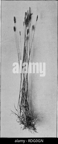 . Gräser und darüber, wie sie in Nordamerika zu wachsen. Gräser. Abb. 19. VELVET GEASS {Holms lauatus). Oregon Experiment Staffon.. Bitte beachten Sie, dass diese Bilder sind von der gescannten Seite Bilder, die digital für die Lesbarkeit verbessert haben mögen - Färbung und Aussehen dieser Abbildungen können nicht perfekt dem Original ähneln. extrahiert. Shaw, Thomas, 1843-1918. St. Paul, Webb Pub. Co. Stockfoto