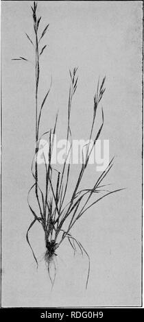 . Gräser und darüber, wie sie in Nordamerika zu wachsen. Gräser. Abb. 17. RESCUE GRAS {Kohlrübe unoi/oides). Tennessee Experiment Station.. Bitte beachten Sie, dass diese Bilder sind von der gescannten Seite Bilder, die digital für die Lesbarkeit verbessert haben mögen - Färbung und Aussehen dieser Abbildungen können nicht perfekt dem Original ähneln. extrahiert. Shaw, Thomas, 1843-1918. St. Paul, Webb Pub. Co. Stockfoto