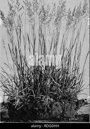 . Gräser und darüber, wie sie in Nordamerika zu wachsen. Gräser. 1^1^^"../". Abb. 16. TEXAS BLUE GRASS {Poa ariclinifira) USLANDWIRTSCHAFTSMINISTERIUM, Washington, DC. Bitte beachten Sie, dass diese Bilder sind von der gescannten Seite Bilder, die digital für die Lesbarkeit verbessert haben mögen - Färbung und Aussehen dieser Abbildungen können nicht perfekt dem Original ähneln. extrahiert. Shaw, Thomas, 1843-1918. St. Paul, Webb Pub. Co. Stockfoto
