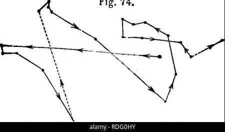 . Die Kraft der Bewegung in Pflanzen. Pflanzen, Botanik. Kap. IV CIECUMNUTATION der Stiele. 205 seinen Kurs sehr eiglit Zeiten und schloss drei unregelmäßigen Kreisen oder Ellipsen. Daher circumnutated schnell. Einige der Linien im rechten Winkel zueinander. Abb. 74. (Htcbus hyboid): circuranutation von Stammzellen, zurückzuführen auf horizontalen Glas, ab 16:00 Uhr März 14. bis 08.30 Uhr 16. Tracing wesentlich vergrößert, reduziert auf die Hälfte der ursprünglichen Größe. Werk leuchtet schwach von oben. Wie - wir Hap-Abb. 75. (7.) Ruhus idceus (Hybrid) (Eosacese, Fam. 76). - pened Eine junge Pflanze, 11 Zoll in der Höhe zu haben Stockfoto