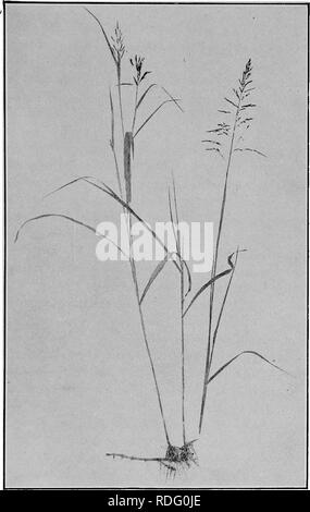 . Gräser und darüber, wie sie in Nordamerika zu wachsen. Gräser. FiQ. 13. JOHNSON GRASS (Sorghum halapense). Teauessee Experiment Station.. Bitte beachten Sie, dass diese Bilder sind von der gescannten Seite Bilder, die digital für die Lesbarkeit verbessert haben mögen - Färbung und Aussehen dieser Abbildungen können nicht perfekt dem Original ähneln. extrahiert. Shaw, Thomas, 1843-1918. St. Paul, Webb Pub. Co. Stockfoto