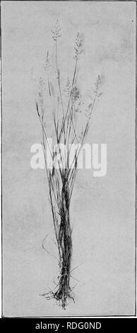 . Gräser und darüber, wie sie in Nordamerika zu wachsen. Gräser. Abb. 3. KENTUCKY BLUE GRASS^ Poa pratensis.) Oregon Experiment fetation.. Bitte beachten Sie, dass diese Bilder sind von der gescannten Seite Bilder, die digital für die Lesbarkeit verbessert haben mögen - Färbung und Aussehen dieser Abbildungen können nicht perfekt dem Original ähneln. extrahiert. Shaw, Thomas, 1843-1918. St. Paul, Webb Pub. Co. Stockfoto
