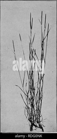 . Gräser und darüber, wie sie in Nordamerika zu wachsen. Gräser. Abb. 2. Lieschgras (Phleum pratense.) Oregon Experiment. Station.. Bitte beachten Sie, dass diese Bilder sind von der gescannten Seite Bilder, die digital für die Lesbarkeit verbessert haben mögen - Färbung und Aussehen dieser Abbildungen können nicht perfekt dem Original ähneln. extrahiert. Shaw, Thomas, 1843-1918. St. Paul, Webb Pub. Co. Stockfoto