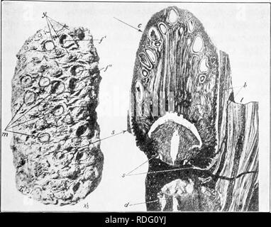 . Vererbung und Evolution der Pflanzen. Vererbung; Pflanzen. Die EVOLUTION DER PFLANZEN 213. Abb. 97.- Cycadeoidea Widandi. Auf der linken Seite, eine fein erhaltenen Stamm, die viele Kegel mit Samen Reife nähern ovulate, und eine geringere Anzahl von Entweder jung oder gescheiterten Kegel. ]', Auffangbehälter mit einem Schuppen oder nicht konservierte Kegel mit umgebenden Hüllblätter noch vorhanden; f", zwei Kegel weg während Erosion gebrochen, mit einem Teil der basalen infertile Fruchtstiels noch remaiiiing; m, vier Kegel auf der Oberfläche der Rüstung erodiert, in diesem Fall über oder etwas unterhalb der Ebene der untersten Samen; y, drei t Stockfoto