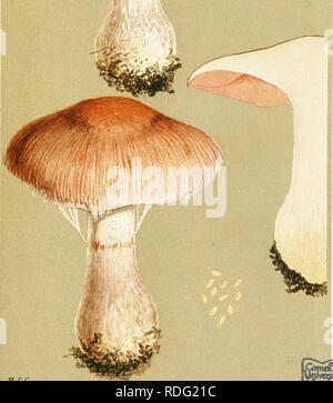 . Abbildungen der britischen Pilze (hymenomycetes) als Atlas für das "Handbuch der britischen Pilze" dienen. Pilze; Botanik. iny PL. 816. Geruch stark.. M.C.C. CORTINARIUS (INOLOMA) MURICINUS. Pommes, unter Tannen. Dinedor. Okt. 1881.. Bitte beachten Sie, dass diese Bilder sind von der gescannten Seite Bilder, die digital für die Lesbarkeit verbessert haben mögen - Färbung und Aussehen dieser Abbildungen können nicht perfekt dem Original ähneln. extrahiert. Cooke, M. C. (Mordecai Cubitt), b. 1825; Cooke, M. C. (Mordecai Cubitt), b. 1825. Handbuch der britischen Pilze. London, Williams und Norgate Stockfoto