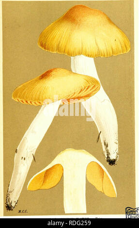 . Abbildungen der britischen Pilze (hymenomycetes) als Atlas für das "Handbuch der britischen Pilze" dienen. Pilze; Botanik. 73 ^. CORTINARIUS (MYXACIUM) ELATIORBEGONIE ERDBEERE - Pommes Frites. Unter Bäumen. Epping Forest, 1884.. Bitte beachten Sie, dass diese Bilder sind von der gescannten Seite Bilder, die digital für die Lesbarkeit verbessert haben mögen - Färbung und Aussehen dieser Abbildungen können nicht perfekt dem Original ähneln. extrahiert. Cooke, M. C. (Mordecai Cubitt), b. 1825; Cooke, M. C. (Mordecai Cubitt), b. 1825. Handbuch der britischen Pilze. London, Williams und Norgate Stockfoto