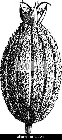 . Die natürliche Geschichte der Pflanzen. Botanik. Kg. 174. Obst (f). Bitte beachten Sie, dass diese Bilder sind von der gescannten Seite Bilder, die digital für die Lesbarkeit verbessert haben mögen - Färbung und Aussehen dieser Abbildungen können nicht perfekt dem Original ähneln. extrahiert. Baillon, Henri Ernest, 1827-1895; Hartog, Marcus Manuel, 1851 -. London, L. Reeve &Amp; Co. Stockfoto