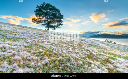 Magische schnee gras Hügel und Kiefer Sonnenaufgang, wenn die Sonne nicht, Gras ist mit einem Nebel wie weißer Schnee nach einer langen Nacht abgedeckt. Stockfoto