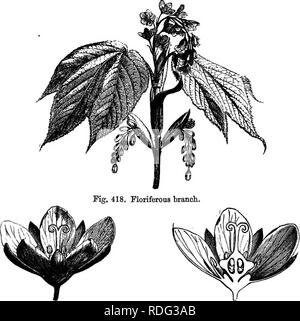 . Die natürliche Geschichte der Pflanzen. Botanik. 8 AP1NDA0E2E. 873 VIII. Ahorn SEEIES. Die ahorne^ (Bild, 418-426), mit vielen Autoren, die eine Dis-tinot Familie, haben regelmäßige und Polygamen Blumen. Der Kelch hat in der Regel fünf Kelchblätter in quincuncial prsefloration in der Knospe angeordnet, eine eer pmsylvanioum.. Abb. 419. Blume (f). Abb. 420. Längsschnitt der Blume. und den alternativen Blütenblätter sind auch Imbricate, mittellos zu handhaben. Die Staubgefäße, steril in den weiblichen Blüten sind selten die fünf an der Zahl, überlagert, die Blütenblätter, oder zehn, angeordnet auf zwei ver-ticels. In der Regel acht beobachtet werden, s Stockfoto
