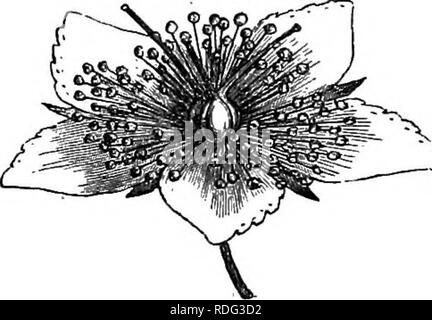 . Die natürliche Geschichte der Pflanzen. Botanik. Abb. 348. Saatgut. Abb. 346. Dehiscing Obst (f). Abb. 347. Obst, Y^ves gelöst. Abb. 349. Lange, Sekte, von Saatgut. Sypericum perforatum. Gattungen,^ haben, mit den allgemeinen Zeichen der Vismia und das Wiehern - benachbarten Gattungen, einige besondere Merkmale, die die gedient haben zu distin- Guish ein Stamm von Eypericece. Diese sind: Blütenblätter intern kahl und ohne Anhängsel; eine Frucht dehiscing am interlocular Partitionen oder Placentae; und Samen nicht geflügelt, der Embryo, gerade oder gebogen, cotyle hat - zieht gewöhnlich länger als die keimwurzel. Bei bestimmten Arten Stockfoto