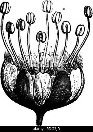 . Die natürliche Geschichte der Pflanzen. Botanik. 348 NATÜRLICHE GESCHICHTE DER PFLANZEN. zwei Vereinbarungen können auch, wie in Phoxanthus, mit in ein und derselben Art erfüllt werden. Die Blumen, kleine und zahlreiche, sind Col-wählten in stark verästelter Compound clustern; sie sind recht Fre- polygam. Iii. SAPINDITS SEEIES. In Sapindus^ (Abb. 351-353), die Blüten sind regelmäßige, hermaphro-dite oder polygam, oft mit vier, häufiger mit fünf Teilen. Die konvex oder leicht gedrückt Buchse unterstützt, im letzteren Sapindas arloreseens.. Bitte beachten Sie, dass diese Bilder aus gescannten Seite Bild extrahiert werden Stockfoto