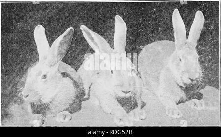 . Aufzucht und Pflege von Kaninchen für Ausstellung und Markt. Kaninchen. Aufzucht und Pflege von Kaninchen 144 für "Neuseeland." Diese Abstimmung zeigte deutlich, "Neuseeland" war der Name der alten Lüfter - ciers. Die Aufregung über den Namen erzeugte eine solche Nachfrage nach Aktien, die die großen Züchter bald ausverkauft, daher war es eine gute Sache für die Neuseeland zu sein. Ein IRIO DER STREITBEILEGUNG maw ZEAIiAHDS Weiglit, 7 Pfund von jeweils fünf Monate. Eigentum' durch Herrn McKee des Iios Ang'eles, Calif California enthält die größte Anzahl von Neuseeland Züchter und es ist eine interessante Sehenswürdigkeit zu se Stockfoto