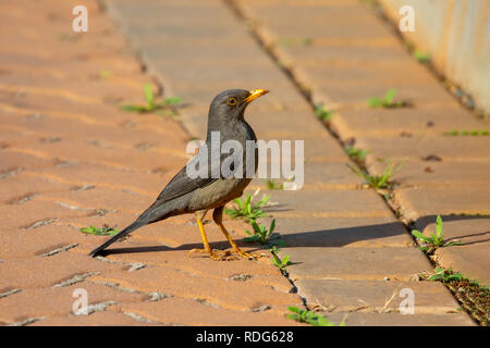 Karoo Thrush Turdus smithi Johannesberg, Südafrika, 13. August 2019 Nach Turdidae Stockfoto