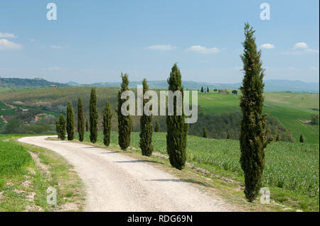 Eine Reihe von Zypressen entlang einer Landstraße in der Nähe von Pienza, Toskana, Italien Stockfoto