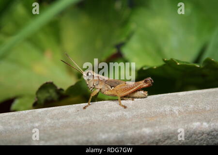 Red-legged Grasshopper bin elanoplus femurrubrum' Stockfoto