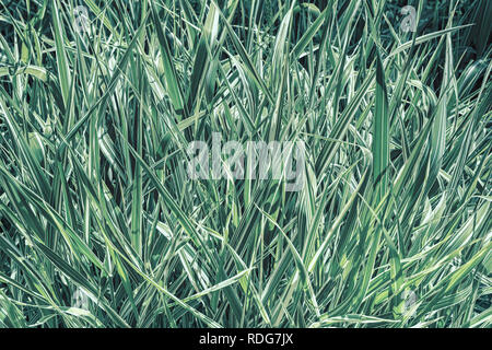 Dekorative Segge, grün mit weißen Streifen, close-up. Stockfoto