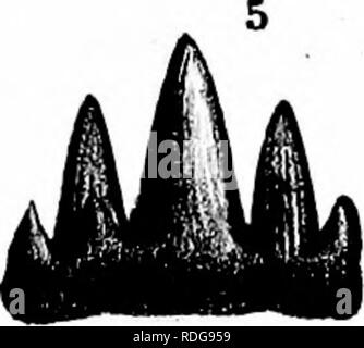 . Bericht des Geological Survey von Ohio. Geologie, Paläontologie, Minen und Bodenschätzen; Zoologie; Paläobotanik; Botanik. 1^L 3a Sa. 6a. I Bitte beachten Sie, dass diese Bilder sind von der gescannten Seite Bilder, die digital für die Lesbarkeit verbessert haben mögen - Färbung und Aussehen dieser Abbildungen können nicht perfekt dem Original ähneln. extrahiert. Geologische Übersicht von Ohio. Columbus, Nevins & Amp; Myers, Drucker Stockfoto