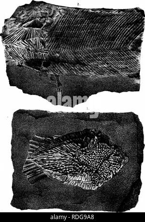 . Bericht des Geological Survey von Ohio. Geologie, Paläontologie, Minen und Bodenschätzen; Zoologie; Paläobotanik; Botanik. imJRI 3 © Kll! FEjRiOllTS. Die Eii ^ lii^^ litctl jauriw ig 01 Wkw. (Kohle Maßnahmen. I. 1. D ©] Ich: Ich (D).^' 7r] KTU. S JF® riJilATXr^^. UOFE. 1'. t^AO> Jlj; riKlS Ds^^^^0" ein:; rjE] Ei]LATTrS.-^ TKW] f: s'. Bitte beachten Sie, dass diese Bilder sind von der gescannten Seite Bilder, die digital für die Lesbarkeit verbessert haben mögen - Färbung und Aussehen dieser Abbildungen können nicht perfekt dem Original ähneln. extrahiert. Geologische Übersicht von Ohio. Columbus, Nevins & Amp; Myers, p Stockfoto