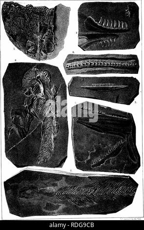 . Bericht des Geological Survey von Ohio. Geologie, Paläontologie, Minen und Bodenschätzen; Zoologie; Paläobotanik; Botanik. OHIFEIRiIMTS nAIRllS", "(Kohle Maßnahmen.) "PXi.. i-Aiv^^. aiiHth Pkla 3 - 4.-5. © OMiST CFJFfflriI. TfS. C5 7. TP"^ rnDIDPC.. Bitte beachten Sie, dass diese Bilder sind von der gescannten Seite Bilder, die digital für die Lesbarkeit verbessert haben mögen - Färbung und Aussehen dieser Abbildungen können nicht perfekt dem Original ähneln. extrahiert. Geologische Übersicht von Ohio. Columbus, Nevins & Amp; Myers, Drucker Stockfoto