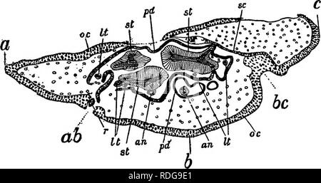 . Morphologie der gymnosperms. Gymnosperms; Pflanze Morphologie. Ich 8 MORPHOLOGIE DER GYMNOSPERMS die älteste bekannte Arten von Medullosa, und die einfachsten in seinem Stamm Struktur, ist M. anglica, von der unteren Kohle - Maßnahmen von England, und beschrieb detailliert die von Scott (22). Die Stiele durchschnittliche 7 bis 8 cm im Durchmesser und sind deutlich polystelic (Abb. 15), ähnlich Pteris (Abb. 5) in dieser Hinsicht. Die vascu-lar-Pakete in der Regel sind drei an der Zahl und sind konzentrisch, jeder der Xylem Stränge werden durch eine Zone des sekundären Holz surroimded. Kombination von JThis polystely und sekundäre Holz ist der Chef ein Stockfoto