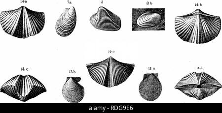 . Bericht des Geological Survey von Ohio. Geologie, Paläontologie, Minen und Bodenschätzen; Zoologie; Paläobotanik; Botanik. . Bitte beachten Sie, dass diese Bilder sind von der gescannten Seite Bilder, die digital für die Lesbarkeit verbessert haben mögen - Färbung und Aussehen dieser Abbildungen können nicht perfekt dem Original ähneln. extrahiert. Geologische Übersicht von Ohio. Columbus, Nevins & Amp; Myers, Drucker Stockfoto