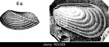 . Bericht des Geological Survey von Ohio. Geologie, Paläontologie, Minen und Bodenschätzen; Zoologie; Paläobotanik; Botanik. . Bitte beachten Sie, dass diese Bilder sind von der gescannten Seite Bilder, die digital für die Lesbarkeit verbessert haben mögen - Färbung und Aussehen dieser Abbildungen können nicht perfekt dem Original ähneln. extrahiert. Geologische Übersicht von Ohio. Columbus, Nevins & Amp; Myers, Drucker Stockfoto