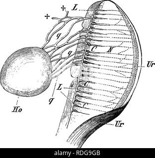 . Elemente der vergleichenden Anatomie der Wirbeltiere. Anatomie, Vergleichende. 366 vergleichende Anatomie Stationen die Nieren und öffnet sich in einem Längs- Kanal. Von letzterem die Spermien durch ein zweites System von Quer Kanäle zu den Malpighian Kapseln führt, und von dort in den Harntrakt Tubuli in die urinogenital Kanal. Die männlichen generativen Apparat der alle Urodela und bestimmten Anura (Komp. S. 354) entspricht im wesentlichen mit dem im gesehen - Ceecilians, außer in Bezug auf die Form der Gonaden: So ist der Hoden ist entweder an einem oder beiden Enden (Abb. hingewiesen. 279), oder mehr oder weniger rund oder oval Stockfoto