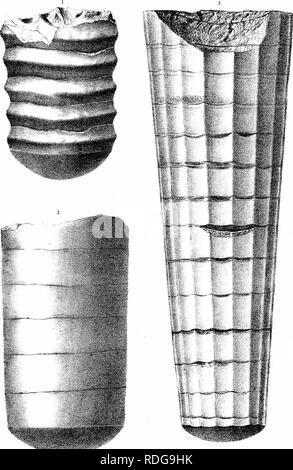 . Bericht des Geological Survey von Ohio. Geologie, Paläontologie, Minen und Bodenschätzen; Zoologie; Paläobotanik; Botanik. TnPTPiEirSTITinK 1 A?v': ui-a i> i-ou ^ i-Oup.) PTC.^ S.. Mm. Wfu-tir. rtal. 1;;;;;;;;: iuiciajiASonli [ii.Piji!^. Bitte beachten Sie, dass diese Bilder sind von der gescannten Seite Bilder, die digital für die Lesbarkeit verbessert haben mögen - Färbung und Aussehen dieser Abbildungen können nicht perfekt dem Original ähneln. extrahiert. Geologische Übersicht von Ohio. Columbus, Nevins & Amp; Myers, Drucker Stockfoto