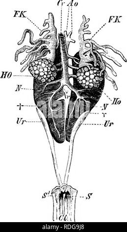 . Elemente der vergleichenden Anatomie der Wirbeltiere. Anatomie, Vergleichende. 354 vergleichende Anatomie, in denen sie kürzer und kompakter, und sind auf den mittleren Teil der coelome beschränkt. In Urodeles sie bestehen immer aus einem schmalen anterior, und eine breitere und kompakter posterioren Teil. Die letztere, wie in der elasmobranchier, gibt Anlaß zu der funktionalen Niere (Abb. 279), während die ehemaligen in der Mann mit dem generativen Organe verbunden wird. Zarte vasa efferentia, entwickelt aus der Mesonephros, aus dem Hoden (Feigen, übergeben. 279, 280, 292), in der Substanz der Niere, ein Stockfoto