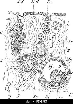 . Elemente der vergleichenden Anatomie der Wirbeltiere. Anatomie, Vergleichende. 348 vergleichende Anatomie der Entwicklung der Eizellen und Spermien ist kurz wie folgt; - Ora. - Die Zellen des Keimepithels wachsen nach innen unter den Stroma des Ovars in Form von gruppierten Massen: Einige dieser Anstieg in der Größe mehr als die anderen, und zu den Eizellen, während der kleinere Zellen bilden eine Investition von Follikel-Runde, und dienen als nutritive Material. Die Investitionen Zellen vermehren und in Säugetieren ein Hohlraum mit einer Flüssigkeit in der Mitte jedes foUicle (Abb. gebildet wird. 276) Stockfoto