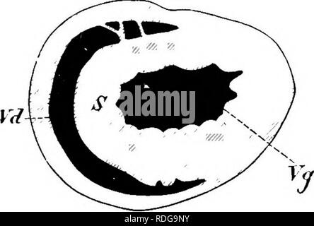 . Elemente der vergleichenden Anatomie der Wirbeltiere. Anatomie, Vergleichende. Gefäßsystem 317 Ventil), dem tendinous Schnüre befestigt sind. Ich aus der Papillarmuskeln. In den Vögeln der Linken atrio-ventrikulären Aperture ist mit einem Ventil mit drei membranöse Falten: bei Säugetieren gibt es nur zwei Falten, und das Ventil ist daher als knowu Ucuspid oder Mitralklappenstenose; drei Taschenklappen pocket - wie Ventile sind auch an die Ursprünge der Arteria pulmonalis und Aorta in beiden Vögel und Säugetiere. In Bezug auf den Ursprung der großen Gefäße. Vögel sind von Säugetieren durch den bemerkenswerten Stockfoto