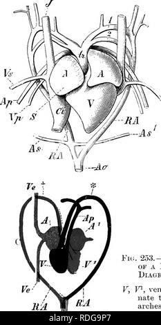 . Elemente der vergleichenden Anatomie der Wirbeltiere. Anatomie, Vergleichende. Gefäßsystem 313 ausgelöscht, und es gibt keine Ductus botalli: Die anderen Schiffe re-semble der Salamander. In lungless Formen (s. 290) eine korrelative Reduzierung der pulmonalen Gefäße auftritt. Reptilien - wie in allen Amniota, dem Herzen der Eeptiles entsteht, weit nach vorne in der Nachbarschaft der Gill - Spalten, sondern auf die Forma der Hals kommt es zu viel weiter zurück als Lüge der Fall ist. A. VC. Bitte beachten Sie, dass diese Bilder aus gescannten Seite Bilder, die digital zum Lesen erhöht worden sein können extrahiert werden Stockfoto