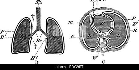 . Elemente der vergleichenden Anatomie der Wirbeltiere. Anatomie, Vergleichende. Abb. 240a.-lung des Menschen. (Von der ventralen Seite.) 1, 2, 3, Nocken von rechts, und 2c, 3a, der linken Lunge; Z, Basis der Lunge; t, incisure Cordis; S, Sulcus für die A. subclavia, Tr, die Luftröhre. TcJPsS. Abb. 240 b und c - Schaltplan der Pleura- und Perikarderguss Kavitäten der Säugetiere, über die Beziehungen dieser Teile im Menschen. gegründet. (B, Abschnitt "Horizontale; C, querliegende Abschnitt.) Tr, Luftröhre, Bronchien; Br; L, L, Lunge; UHR, Herz; W, Wirbelsäule; P, parietal, viszeral und P-Schicht der Pleura; ft, Punkte, an denen. Stockfoto