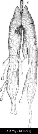 . Elemente der vergleichenden Anatomie der Wirbeltiere. Anatomie, Vergleichende. Lungen 291 führen zu einer röhrenförmigen und wie ein Schwamm trabekelwerk (comp. Abb. 236). Die lunge von Schlangen weist eine In-termediate Form, für die trotz der Fein feinmaschiges Gewebe, die sich aus der Peripherie, es bewahrt noch eine schmale zentralen Hohlraum. Die rechte Lunge nur ist in der Regel vollständig in Schlangen und Amphis - boenians entwickelt, durch die längliche Form des Körpers, während die linke bleibt in einem rudimentären Zustand, oder sogar enttäuschend - Birnen völlig. In der Chamäleon (Abb. 236) der An-terior Teil der Lunge ist viel mehr Kom Stockfoto