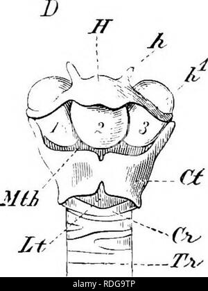 . Elemente der vergleichenden Anatomie der Wirbeltiere. Anatomie, Vergleichende. Mih. Abb. 234.- Laryxces von Vakious ilAM: MALs. A, kehlkopf von Rotwild, von der linken Seite gesehen; B, Längsschnitt durch den Kehlkopf des Fox; C, Kehlkopf des heulenden Monkey (Mycetesursinus), von der linken Seite; D, Kehlkopf von Chipanzee (Simia troglodytes), von der Bauchseite. Tr, Luftröhre, Ctr, knorpelige Ringe der Luftröhre; S, Schleimhaut der Luftröhre und Zunge; Cr, ventral und Cr^, dorsale Platte des cricoid; Cl, Ct^, schildknorpel; oh, uh, anterioren und posterioren cornua der Letzteren; C Stockfoto