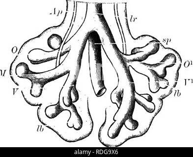 . Elemente der vergleichenden Anatomie der Wirbeltiere. Anatomie, Vergleichende. Abb. 227.- Schematische Darstellung der Phylogenbtic Entwicklung der Lunge, eine schrittweise Erhöhung der Atemwege Oberfläche ist im Vorbeigehen von A bis D. hohlen Auswüchse und Knospen gesehen ergeben sich aus dem Endoderm der Lungen und in die umliegenden Gefäße Mesoderm, das verlängern. Abb. 228.-Diagramm des embryonalen menschlichen Luni .:. (Nach W. sein.) %), Arteria pulmonalis; Ir, Passage; sp, ossophagus; Ih, pulmonale Vesikel, die sich einer Abteilung; O, rechts oben (anterior) lobe der Lunge mit seinen eparterial Bronchus; M, F, m Stockfoto