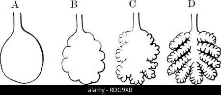 . Elemente der vergleichenden Anatomie der Wirbeltiere. Anatomie, Vergleichende. -^ 'Abb. 226.- A, B, C, Diagramme, die die Entwicklung der Lungen. PD, primitiven Therapeutika für Rohr; B, S^, in der Lunge - sacs, die auf den ersten ungepaarte sind; t, der Luftröhre; i, bronchus.. Abb. 227.- Schematische Darstellung der Phylogenbtic Entwicklung der Lunge, eine schrittweise Erhöhung der Atemwege Oberfläche ist im Vorbeigehen von A bis D. hohlen Auswüchse und Knospen gesehen ergeben sich aus dem Endoderm der Lungen und in die umliegenden Gefäße Mesoderm, das verlängern. Bitte beachten Sie, dass diese Bilder aus gescannten Pag extrahiert werden Stockfoto