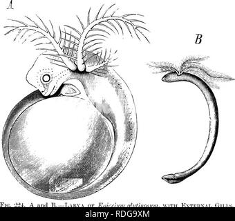 . Elemente der vergleichenden Anatomie der Wirbeltiere. Anatomie, Vergleichende. Kiemen 2 V9 auf der liyoid. In Protopterus und Lepidosiren eine Reduzierung dieser Organe stattgefunden hat, Kiemen, in der ehemaligen Gattung auf der ersten und zweiten branchial Bögen nicht vorhanden; es ist jedoch zusätzlich eine anteriore hemibranch auf der fünften branchial Arch. Amphibia - In den Embryonen von Urodeles, fünf gill-Spalten können in der Regel anerkannt werden, aber die meisten anterioren und posterioren Dieser nicht nach außen offen geworden. In der Larven, sowie bei erwachsenen Perennibranchiates, es gibt drei externe Gill- Büschel in c Stockfoto