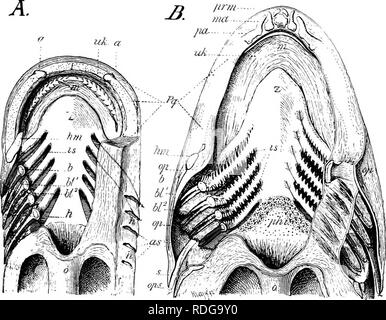 . Elemente der vergleichenden Anatomie der Wirbeltiere. Anatomie, Vergleichende. Kiemen 277 giU-Kluft als spiracle (s. bekannt 75), ist in der Regel vorhanden mehr vorher, zwischen den Unterkiefer und hyoid Bögen. In der Holo-cephali jedoch die spiracle wird verringert, es gibt nur drei holobranchs Neben hemibranchs auf der hyoid und Vierten. Abb. 222.- Dissektion der Kopf von der ventralen Seite eines, ein knorpelfischen (Zygtena Hammer), und B, a Teleost (Gailiix äglefinus ), die Branchial Apparate zu zeigen. In den beiden Abbildungen die Branchial Bögen auf der linken Seite dargestellt durch hori Schnitt Stockfoto