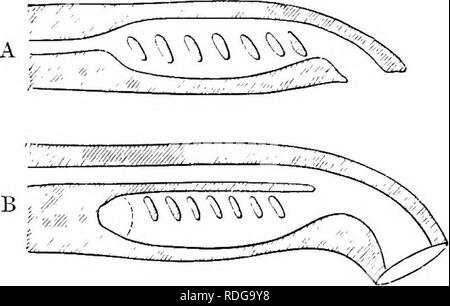 . Elemente der vergleichenden Anatomie der Wirbeltiere. Anatomie, Vergleichende. 276 vergleichende Anatomie vereinen eine gemeinsame Leitung auf beiden Seiten zu bilden; dies öffnet weit hinter den Branchial Apparate auf der ventralen Seite des Körpers. EiG. 220.-Diagramm eines LoNGITUDI^ "AI. Abschnitt theougf der Kopf des Labval (A) und Nach (B) Peiromyzon. Ep JnfmML Ch.. Bitte beachten Sie, dass diese Bilder sind von der gescannten Seite Bilder, die digital für die Lesbarkeit verbessert haben mögen - Färbung und Aussehen dieser Abbildungen können nicht perfekt dem Original ähneln. extrahiert. Wiedersheim, Robert, 184 Stockfoto