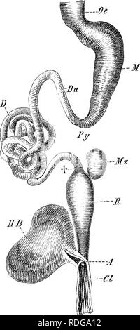 . Elemente der vergleichenden Anatomie der Wirbeltiere. Anatomie, Vergleichende. (Speiseröhre, Magen und Darm: &gt; 61-Oe | R - T-M-MD. Fio. 210 ein. Füllen. 210a.-Abb. 210 b. - Alimentaky Kanal von 8 Ire. ii lacertina. Oe, (Speiseröhre, gekennzeichnet von der Magen (J/) durch eine Verengung, t; P, pyloric Region; MD; ED, Dünndarm, Dickdarm. Abb. 21 Oe.- Speiseröhre von Jfmia escnlenta. Oe, 'oBSophagus; J/, Magen, Py, pyloric Region; Du, duodenum; D, ileum; t, Grenze zwischen der letzteren und den Dickdarm {R); ein, die Öffnung der Rektum in die Kloake (CI); Hb, urinausscheidende Blase Stockfoto