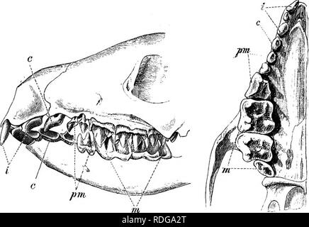 . Elemente der vergleichenden Anatomie der Wirbeltiere. Anatomie, Vergleichende. Fio. 196.- Gebiss des Hundes [Canis familiaris).. Abb. 197.- Gebiss des Igels (Erinaceus europwus). (Die Zähne beider Kiefer von der Seite, und jene des Oberkiefers von unten.) Ich, schneidezähne; c, die Fangzähne; pm; m, Prämolaren, Molaren. multitubercular, gestützt durch die Fusion von einer Reihe von einfachen Coni entstanden - cal Zähne; und bestimmte Tatsachen in ihrer Entwicklung und das Vorhandensein von Multi-tuberculate Säugetiere in der Trias Felsen, sowie einen Vergleich mit dem massiven Zähne mit in verschiedenen Fische für exampl Stockfoto