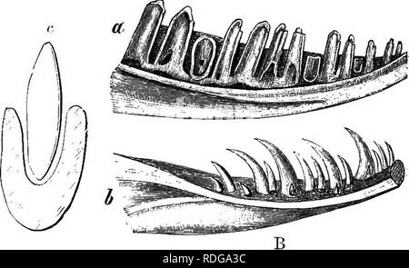 . Elemente der vergleichenden Anatomie der Wirbeltiere. Anatomie, Vergleichende. 2-14 vergleichende Anatomie ist perforiert, um ein Gift - Kanal, der nicht vollständig durch die Zellstoff - Hohlraum umgeben ist, die in der Form eines halb-Ring in. Abb. 194.-A, der Diaobams Tkansvekse Abschnitt durch die Kiefer der Reptilien, Anzeigen Pleurodont Aceodont (a), (b) und (c) Thecodont Dentitions. B, a, Unterkiefer des Zootoca vivipara; b, von Anguis fragilis.. (Nach Leydig.) Querschnitt (Abb. 195, B, C): die Leitung des Gift-Drüse geht in eine Öffnung an der Unterseite der Zahn, führt in.. Bitte beachten Sie t Stockfoto