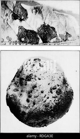 . Die Kartoffel. Kartoffeln. Platte X.- Kartoffel Krankheiten. Top, Teil einer Kartoffel Blätter mit Flecken der frühen Feuerbrand; vergrößert. Unten, rhizoctoniose. (Mit freundlicher Genehmigung der Fachbereich Pflanzenpathologie, Hochschule für Landwirtschaft, Cornell University). Bitte beachten Sie, dass diese Bilder sind von der gescannten Seite Bilder, die digital für die Lesbarkeit verbessert haben mögen - Färbung und Aussehen dieser Abbildungen können nicht perfekt dem Original ähneln. extrahiert. Gilbert, Arthur Witter, 1882-1936; Barrus, Mortier Franklin, 1879-1962; Dekan, Daniel. New York: Macmillan Stockfoto