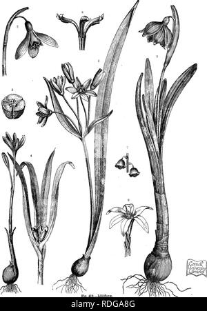 . Der natürliche Verlauf von Pflanzen, deren Formen, Wachstum, Reproduktion und Verteilung;. Botanik. Angiospermen^, MONOCOTYLEDONES. 729. Abb. 412.- Liliiflorffi. lutea. "Leucojv Oalanthits nivalis, s/m vemum. * Colchicum auty/mnale, Blumen und Obst, s Abschnitt der Kapsel von colchicum. &Lt;Ich Bulbocodium. f Convallaria majalis. ^ Narben und staubgefäße einer Li' ist.. Bitte beachten Sie, dass diese Bilder sind von der gescannten Seite Bilder, die digital für die Lesbarkeit verbessert haben mögen - Färbung und Aussehen dieser Abbildungen können nicht perfekt dem Original ähneln. extrahiert. Kerner von MARIL Stockfoto