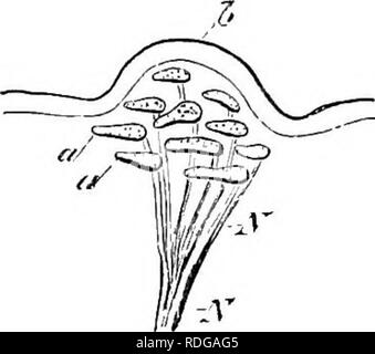 . Elemente der vergleichenden Anatomie der Wirbeltiere. Anatomie, Vergleichende. 194 vergleichende Anatomie. Fio. lo-iA. - eine taktile Spot fkom die Haut der Frosch. Semi - Schematische. (Modi-fied aus ilerkel.) iV, Nerv, wliicli verliert seine mediillarj' Ummantelung JV^; a-, A-, Neuro-epitheliiim; h, Epidermis.. Bitte beachten Sie, dass diese Bilder sind von der gescannten Seite Bilder, die digital für die Lesbarkeit verbessert haben mögen - Färbung und Aussehen dieser Abbildungen können nicht perfekt dem Original ähneln. extrahiert. Wiedersheim, Robert, 1848-1923; Parker, William Newton, 1857-1923. London, Macmi Stockfoto